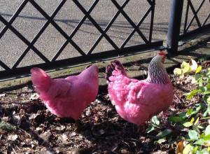 Pink chickens in Portland