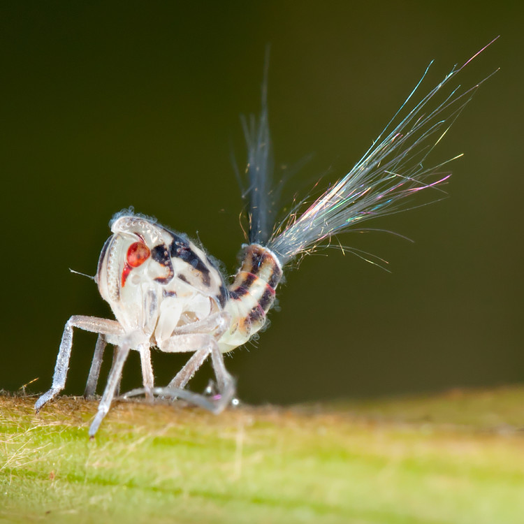 Fuzzy Butt Tufts of Planthopper Nymphs