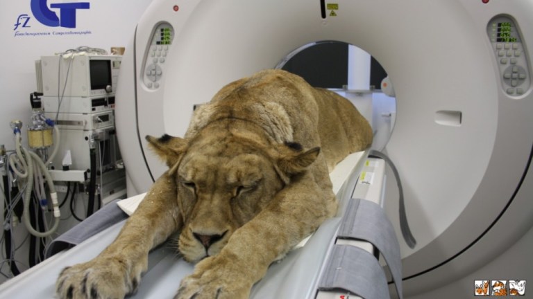 Big CAT Scan