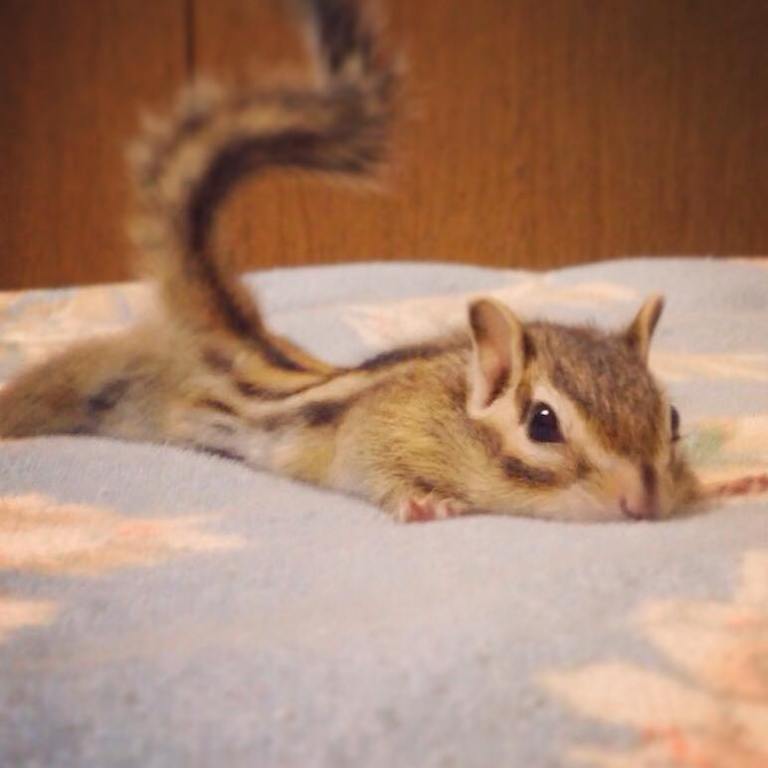 Bikke Stretching on Bed