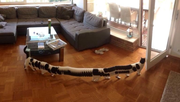 Centipede Cat