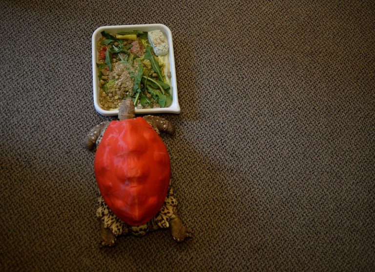 Tortoise prosthetic shell