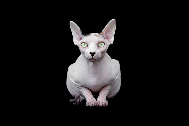 Sphynx