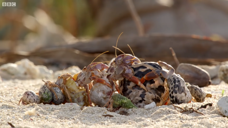 Hermit Crabs Exchanging Shells