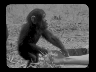 Jane  Goodall and Chimp