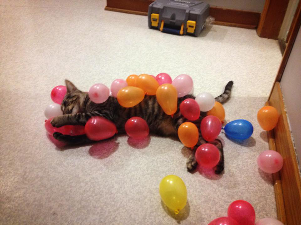 Cat Balloon Static