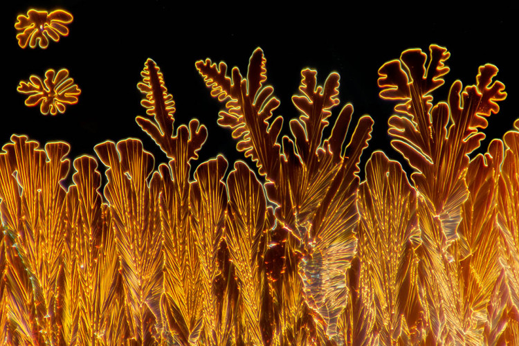 Microscope Photographs by Linden Gledhill