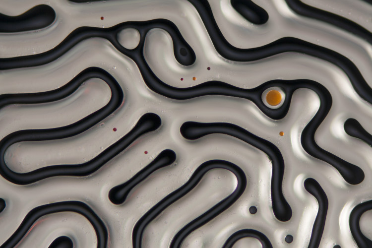 Microscope Photographs by Linden Gledhill