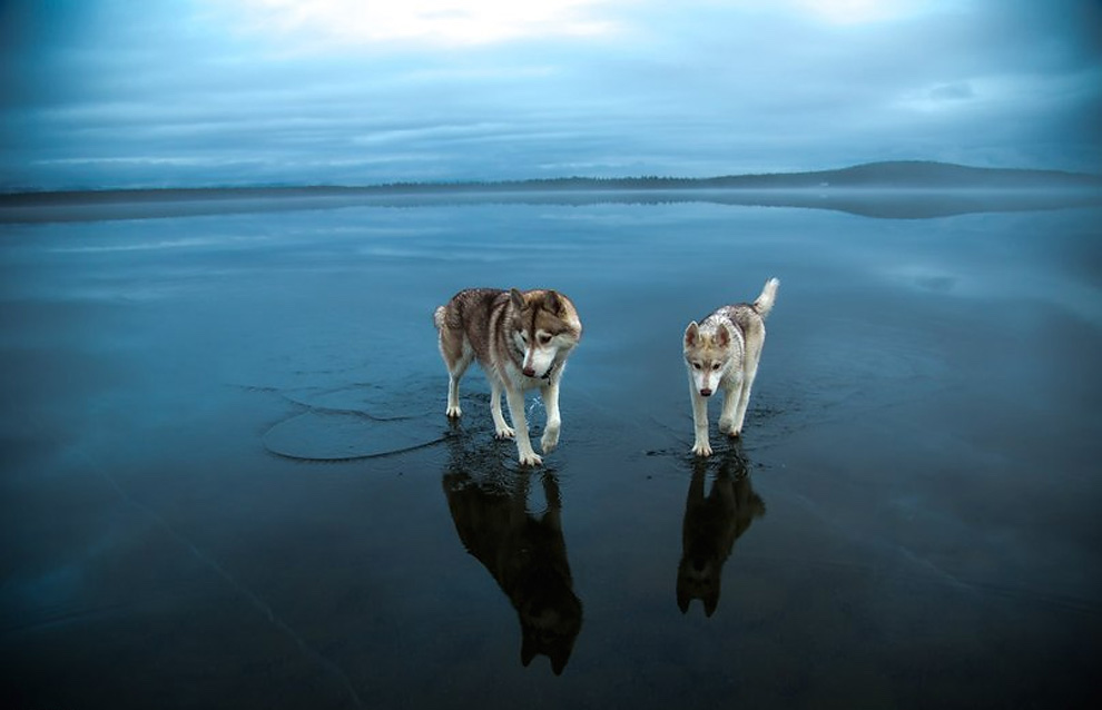 Siberian Huskies on a Frozen Lake