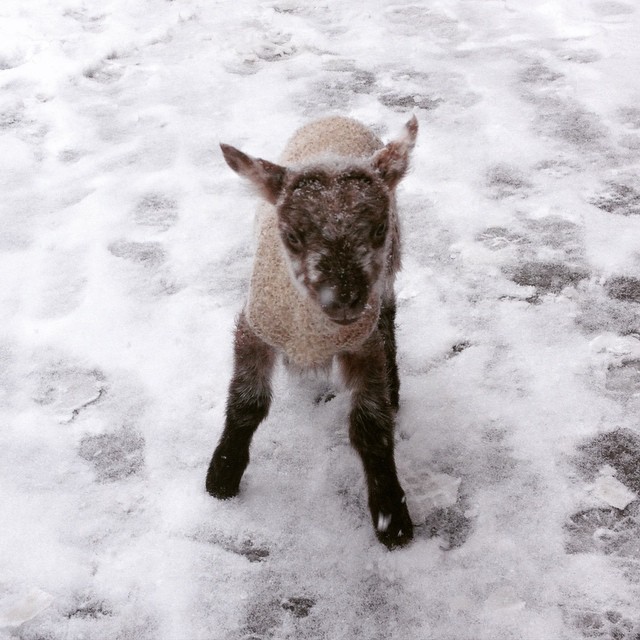 Snow Lamb