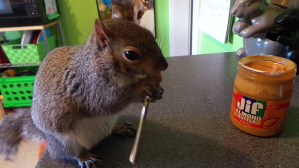 Squirrel Uses Fork