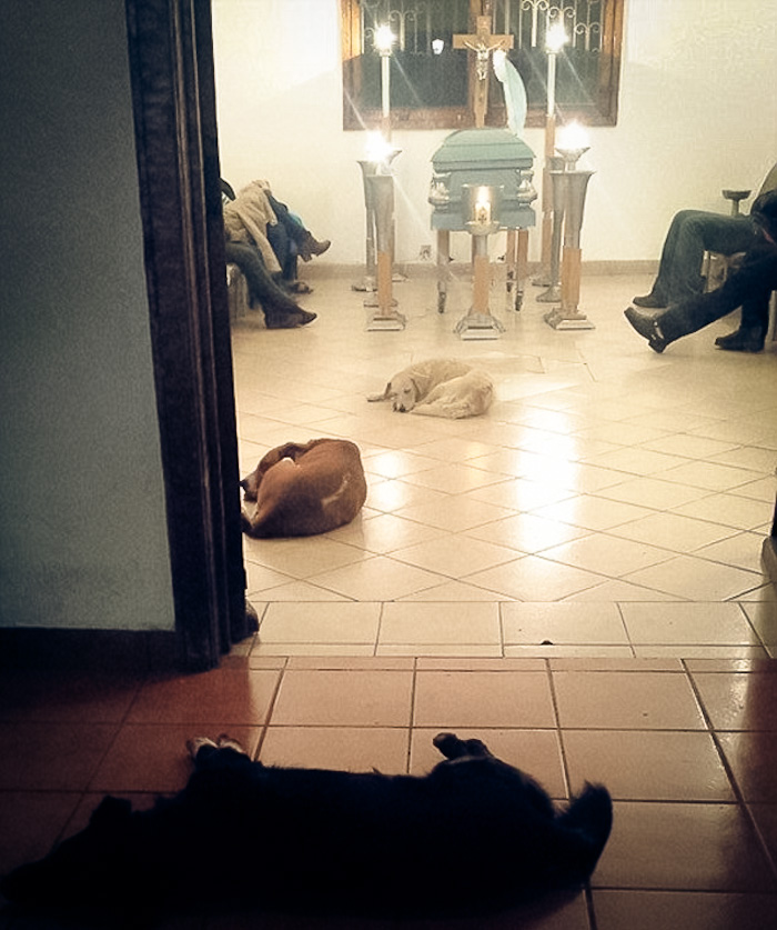 Stray Dogs at Funeral