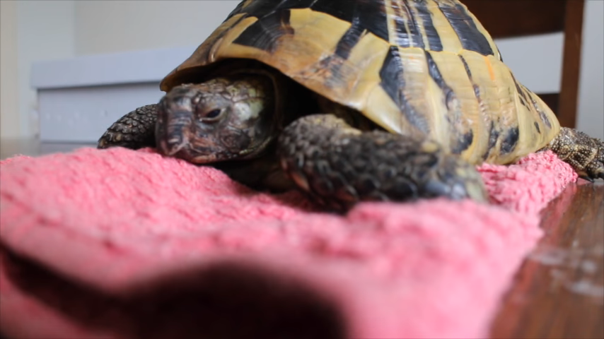 An Unboxing Video of a Man Unpacking His Pet Tortoise After Four Months ...