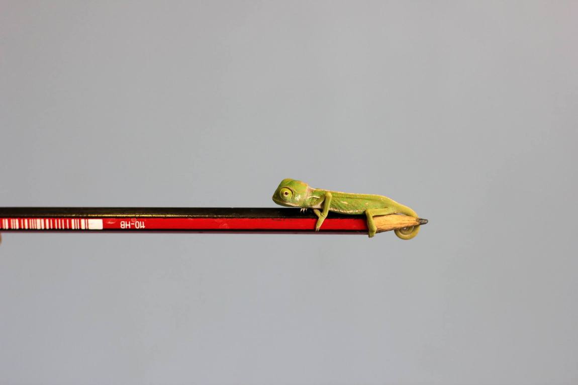 Veiled Chameleons Pencil Tip