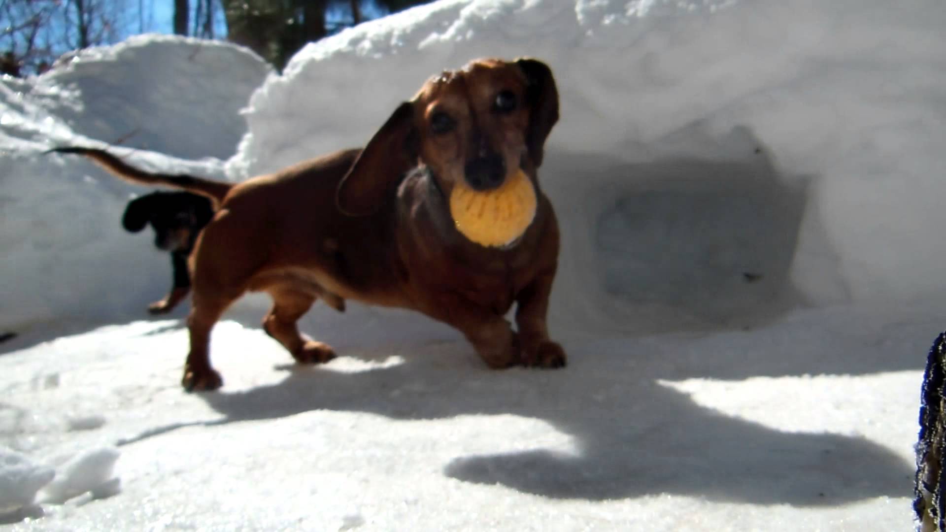 A Duo of Dachshunds Play a Chilly Game of Hockey in the Snow With Their