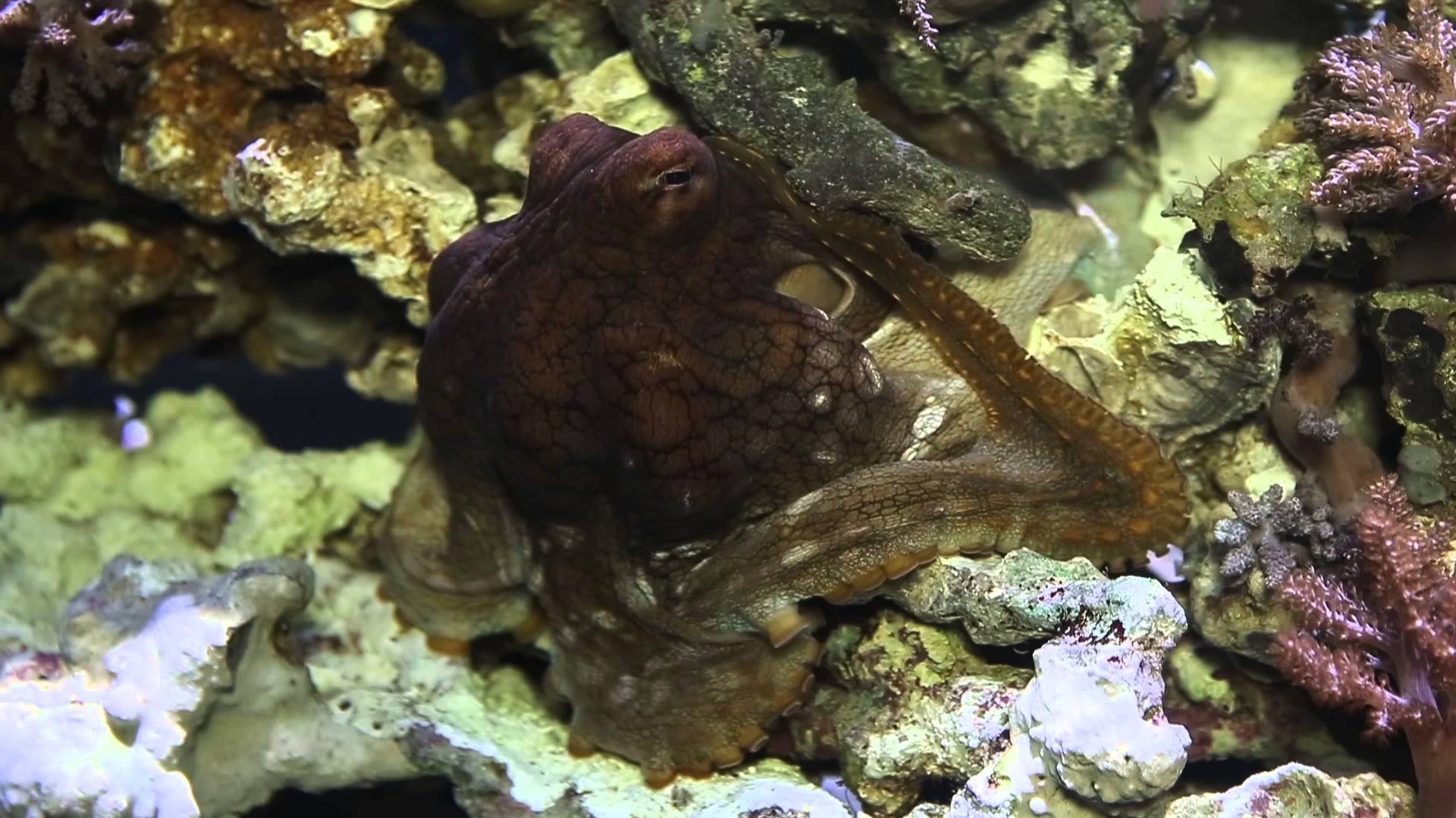 Day Octopus Changes Color Three Times In A Little Over 30 Seconds At The Monterey Bay Aquarium