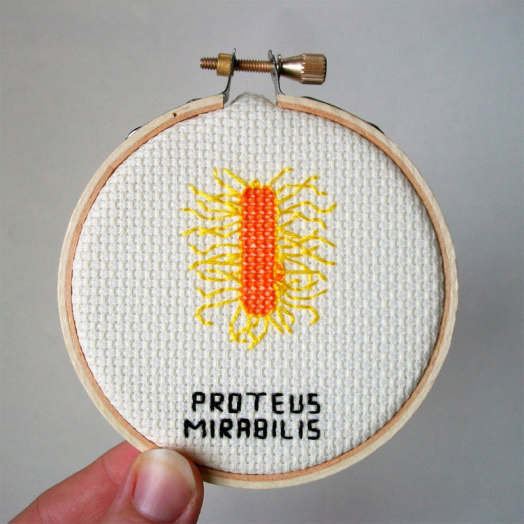 Cross Stitch Embroideries of Microbes and Viruses by Alicia Watkins