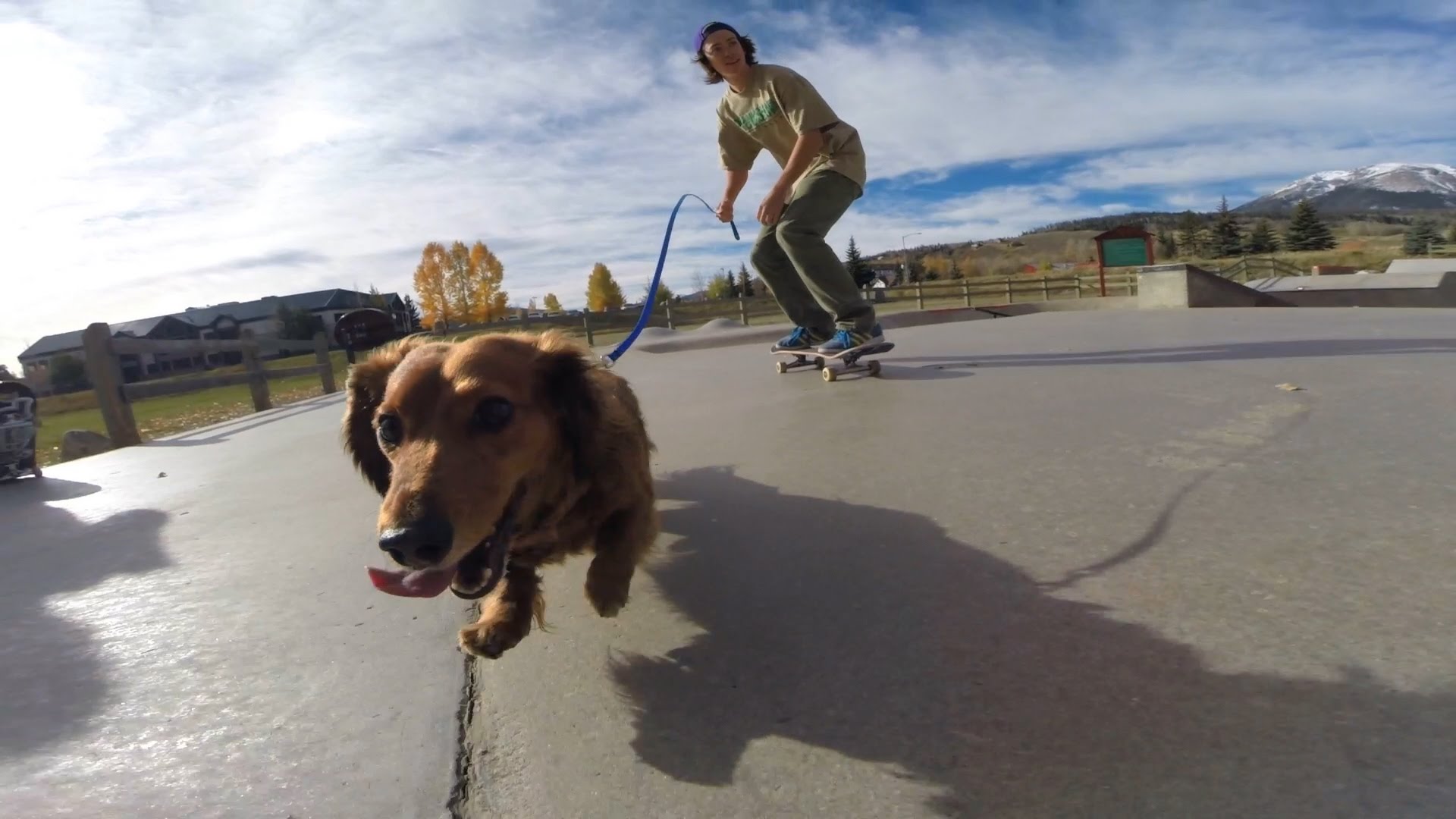 Fearless Dachshund Gleefully Pulls His Skateboarding Human Forward With ...