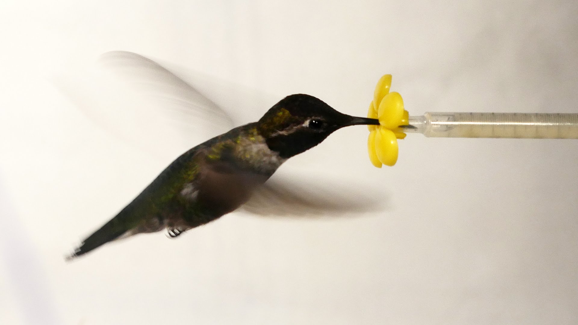 Hummingbirds Fly and Feed Inside a Wind Tunnel While Being Filmed by a HighSpeed Camera