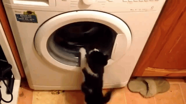 Kitten dryer