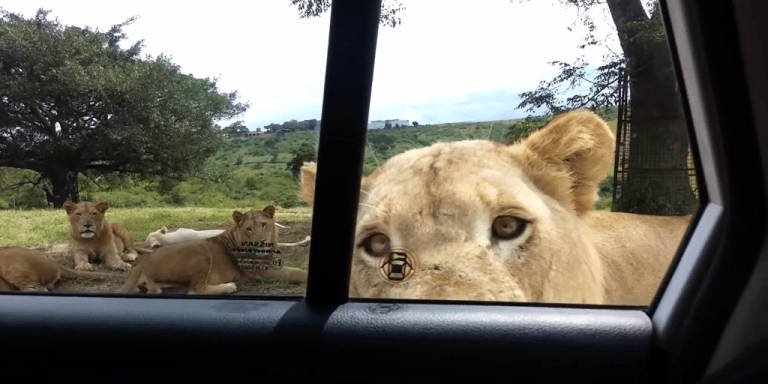 Lion Door