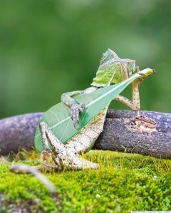 Lizard Playing Leaf