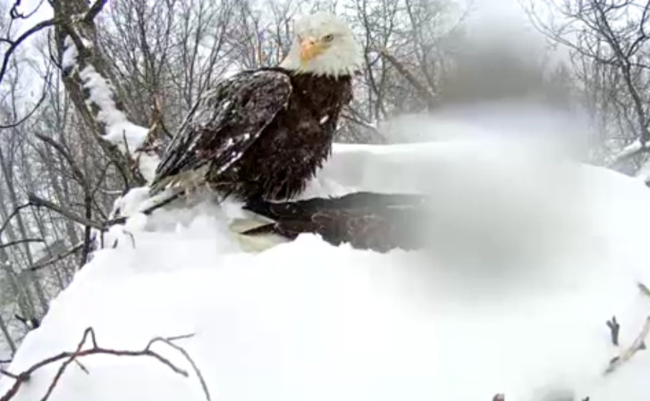 Eagle Protects Eggs Despite Heavy Snow