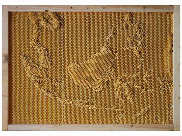 Honeycomb Maps by Ren Ri