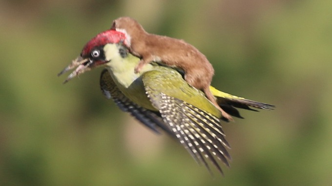 Photos of a Woodpecker Flying With a Weasel on Its Back
