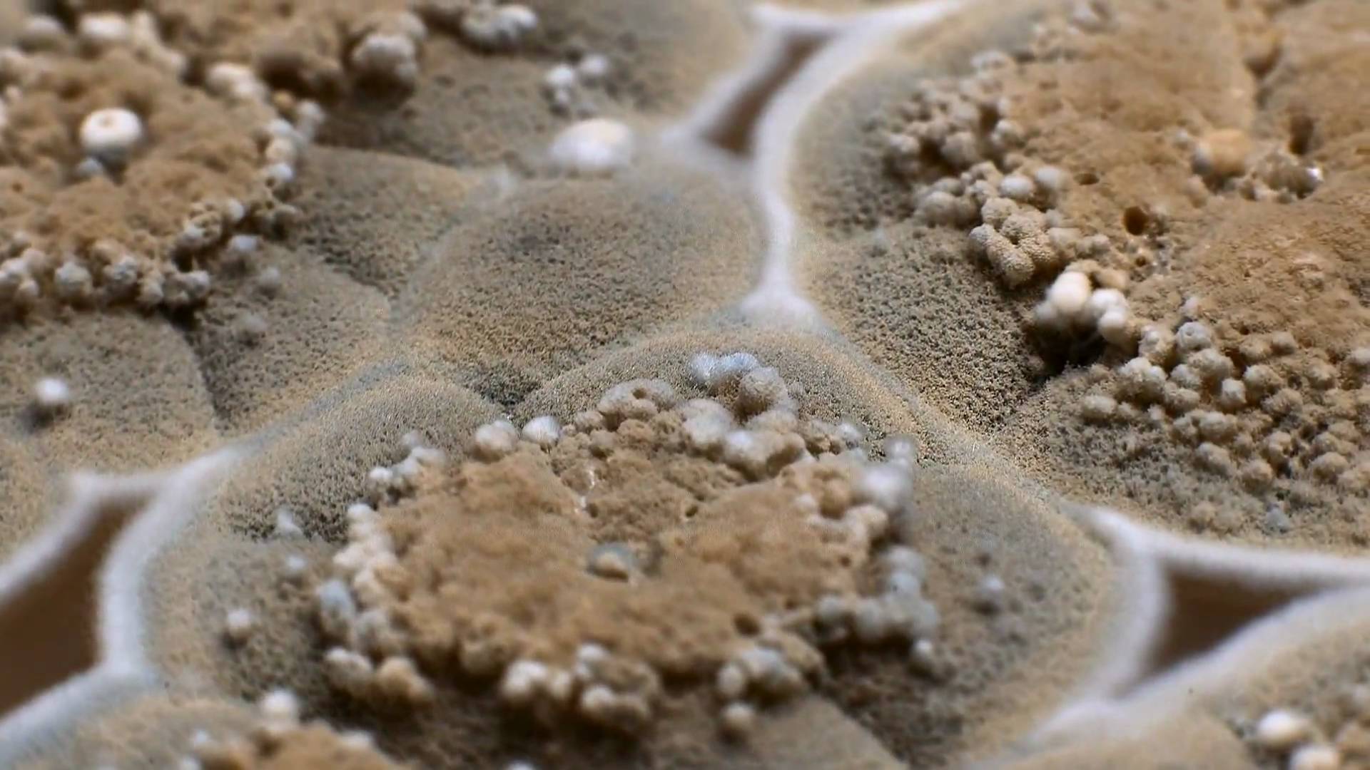 Surprisingly Beautiful Time Lapses Of Mold Growing   Surpisingly Beautiful Time Lapse 