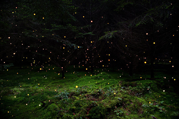 Surreal Forest Installations by Ellie Davies