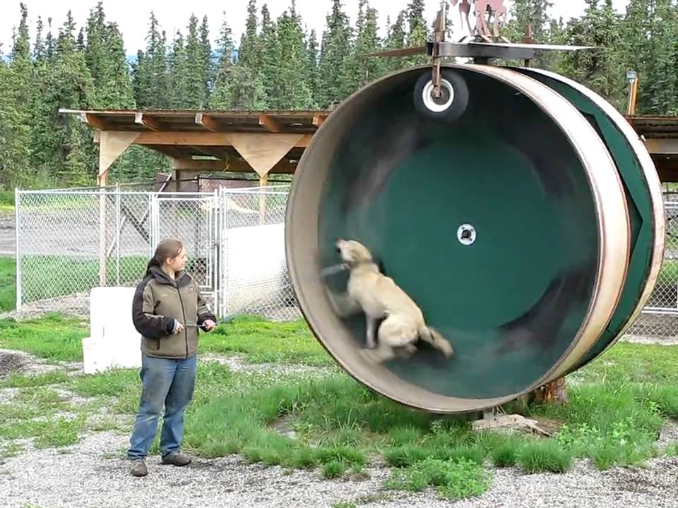 Suspect the Iditarod Sled Dog Swiftly Runs in a Giant Exercise Wheel for Dogs