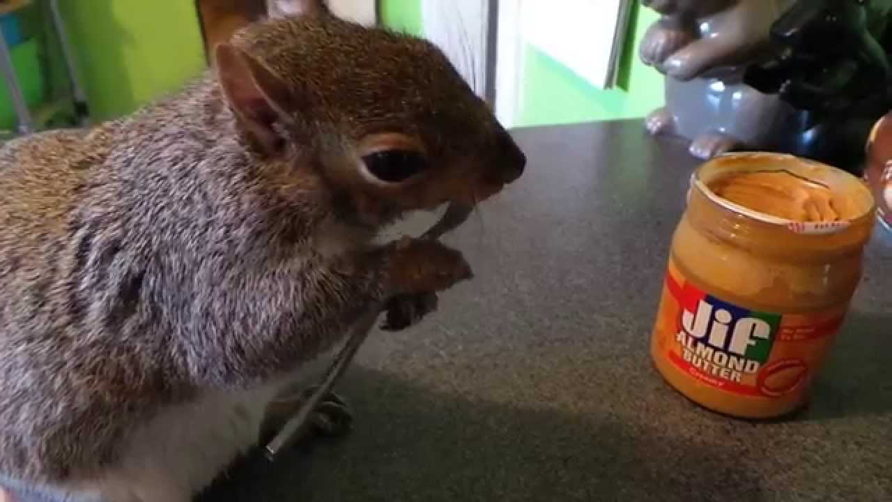 Tiny Squirrel Politely Uses a Fork to Enjoy a Bit of Almond Butter