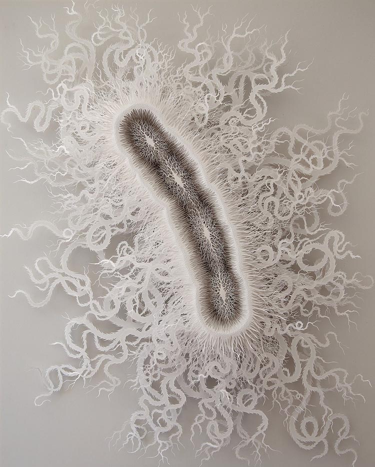 Cut Paper E. Coli Bacteria Sculpture