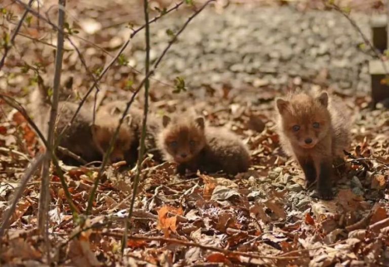 Baby Foxes