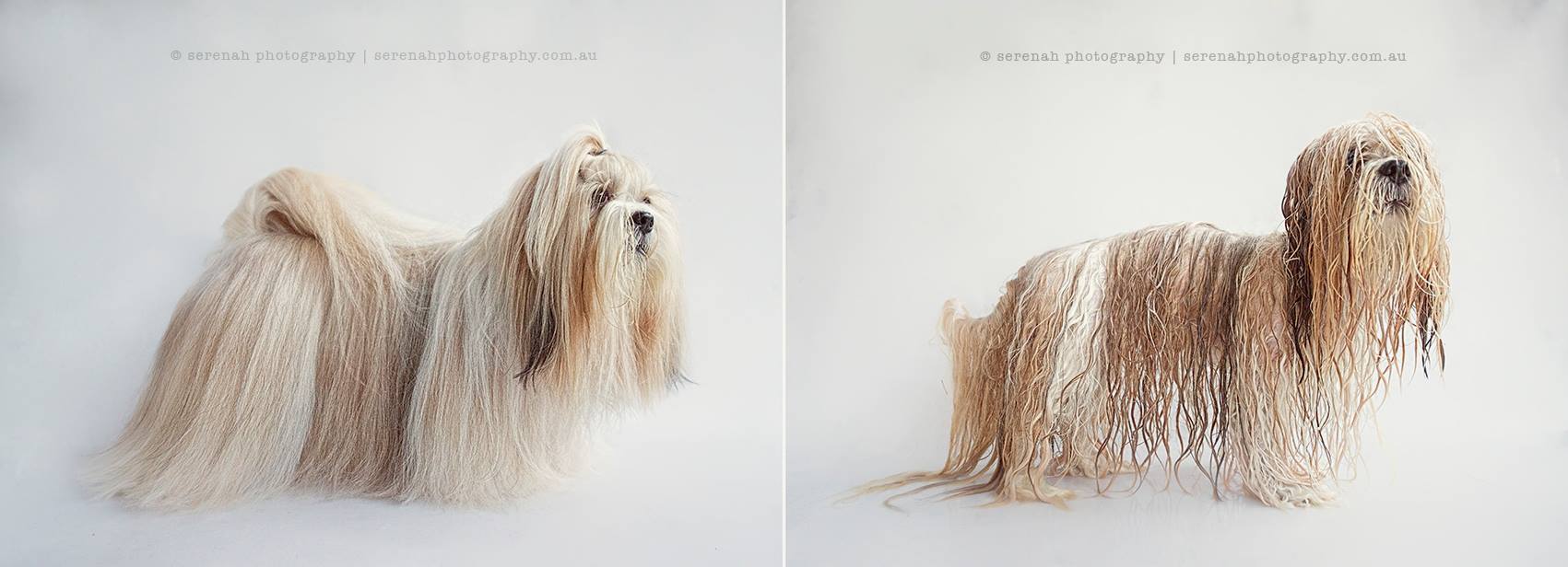 ‘Dry Dog Wet Dog’, An Insightful Portrait Series That Poses Wet Dogs