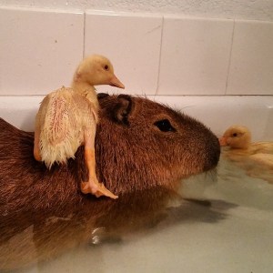 JoeJoe and Ducklings in the Bath
