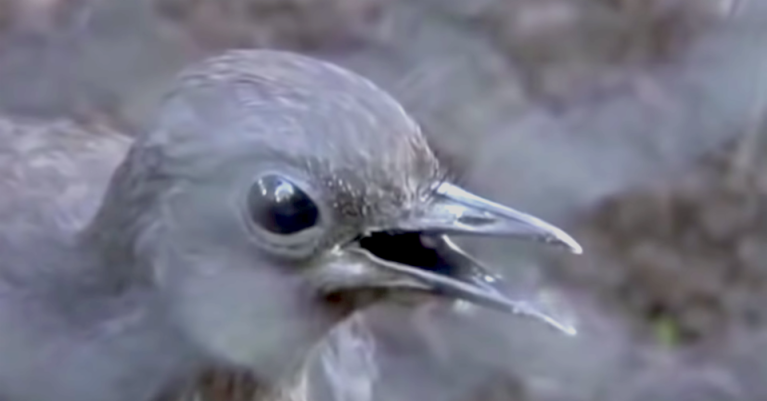 Lyrebird mimics construction sounds