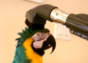 Parrot Likes to Be Vacuumed