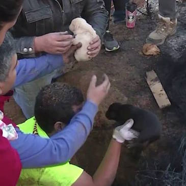 Puppies Rescued