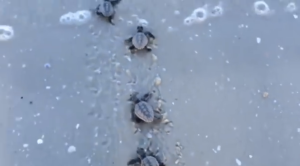 Baby sea turtles going to ocean
