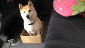 Shiba Inu Climbs Into Smaller Boxes