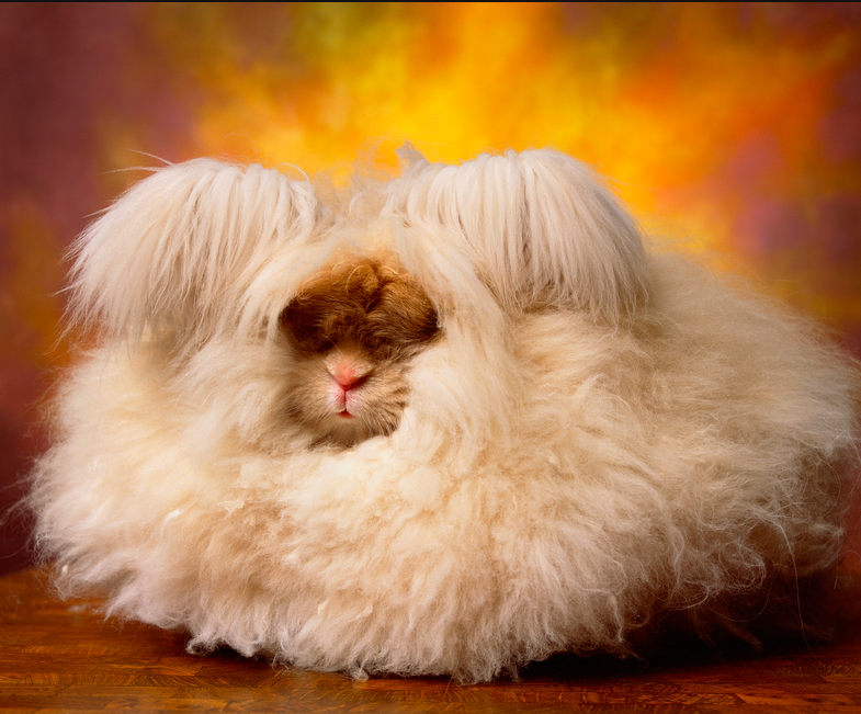 Photographer Captures the Wild and Woolly Wonders of Angora Show Rabbits