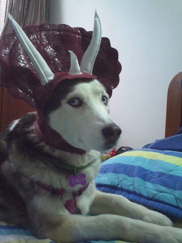 Husky wearing a triceratops costume