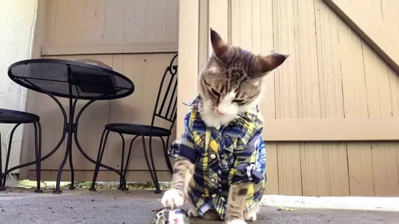 A Super Sharp Cat Wearing a Plaid Shirt Repeatedly Rings a Service Bell