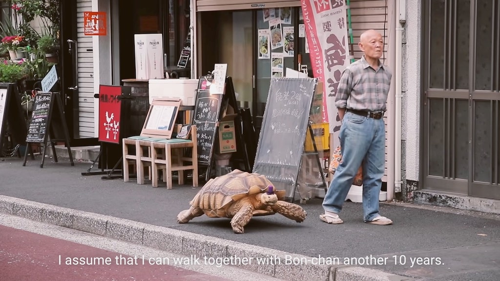 Man Walks Giant Tortoise