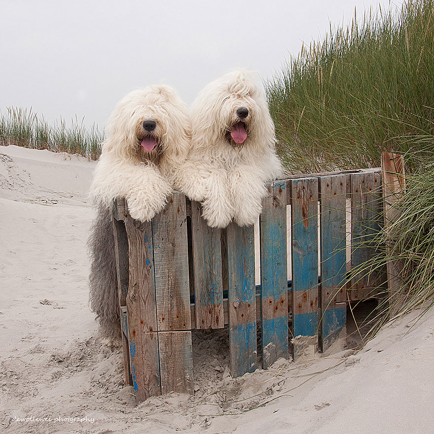 are old english sheepdogs hyper