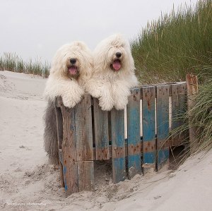 Old English Sheepdog Sisters Sophie and Sarah