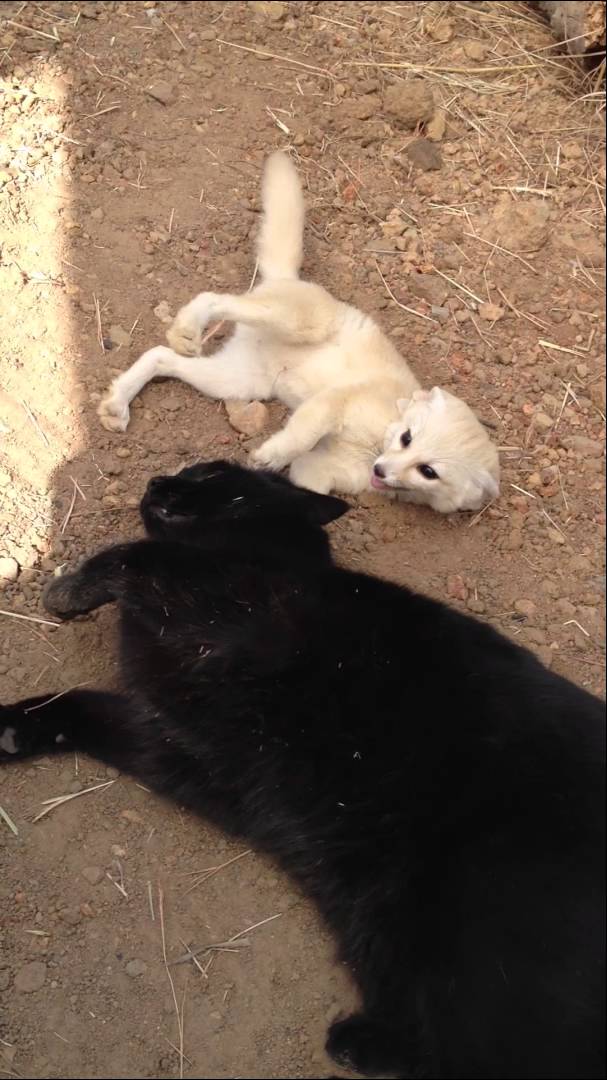 Tiny Fennec Fox Is Overcome With Joy When Reunited With His Best Feline ...