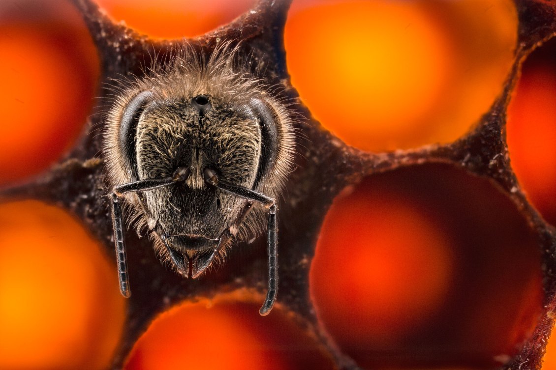 A cute bee